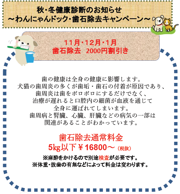 わんにゃんドック・歯石除去