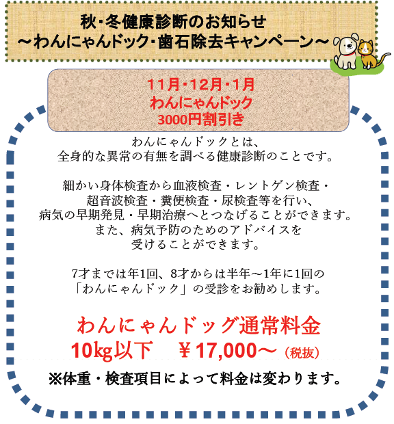 わんにゃんドック・歯石除去